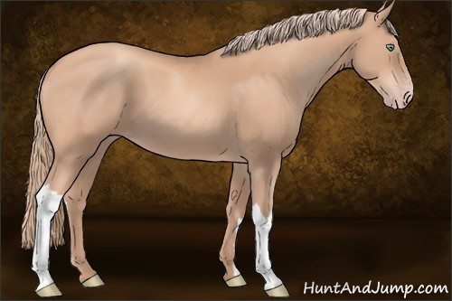 Horse Color:Gold Champagne 