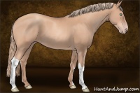 Horse Color:Gold Champagne 