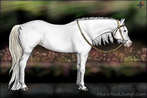 Horse Color:Liver Chestnut Appaloosa 