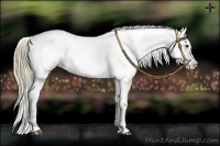 Horse Color:Liver Chestnut Appaloosa 