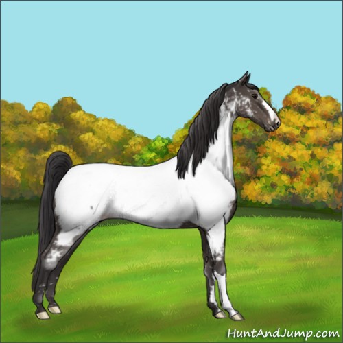 Horse Color:Smoky Black Appaloosa 