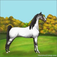 Horse Color:Smoky Black Appaloosa 