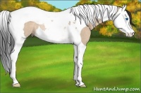Horse Color:Bay Dun Sabino Splash Tobiano Rabicano