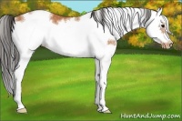 Horse Color:Bay Sabino Frame Appaloosa Rabicano 