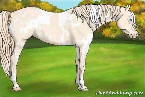 Horse Color:White Spotted Perlino 