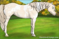 Horse Color:White Spotted Perlino 