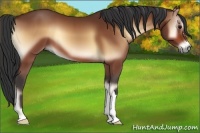 Horse Color:Bay Onyx 