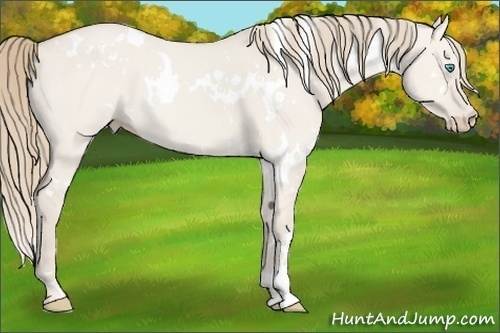 Horse Color:White Spotted Smoky Creme Dun 