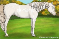 Horse Color:White Spotted Smoky Creme Dun 