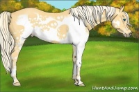 Horse Color:Palomino Splash Frame 