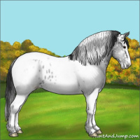 Horse Color:White Spotted Black Ice Tobiano Appaloosa