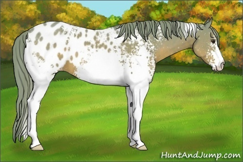 Horse Color:Watercolor White Spotted Chestnut Appaloosa 