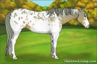 Horse Color:Watercolor White Spotted Chestnut Appaloosa