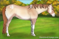Horse Color:Gold Champagne Onyx Tobiano Appaloosa 