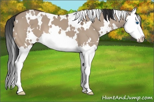 Horse Color:White Spotted Brown Dun Splash