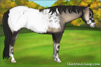 Horse Color:Gray Blue Onyx Sabino Frame Near Fewspot 