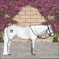 Horse Color:Gray Blue Onyx Appaloosa 