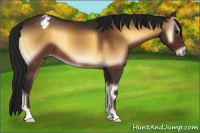 Horse Color:Gray Bay Onyx Appaloosa 
