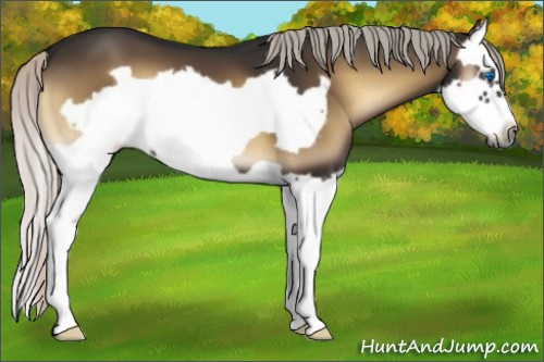 Horse Color:Gray Silver Blue Onyx Splash Frame Appaloosa 