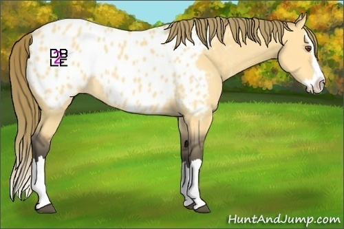 Horse Color:Buckskin Dun Sabino Splash Appaloosa 
