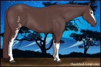 Horse Color:White Spotted Chocolate Black Sabino 