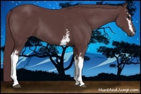 Horse Color:White Spotted Chocolate Black Sabino 