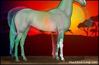 Horse Color:Watercolor Bay Rabicano 
