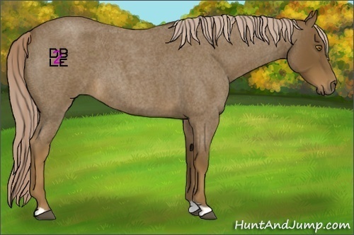 Horse Color:Chocolate Palomino Roan