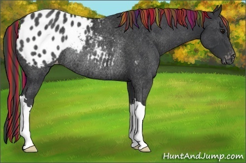 Horse Color:Painted Black Appaloosa Rabicano 