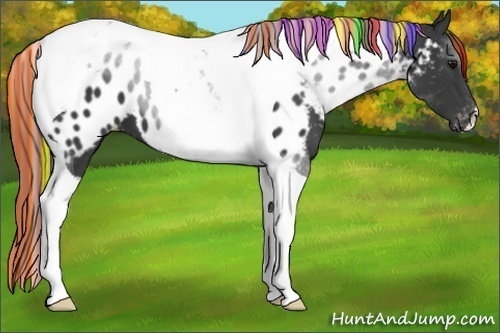 Horse Color:Painted Black Tobiano Appaloosa 