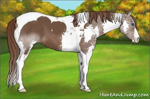 Horse Color:Liver Chestnut Splash Tobiano