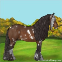 Horse Color:White Spotted Buckskin