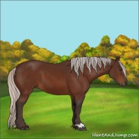 Horse Color:Silver Brown
