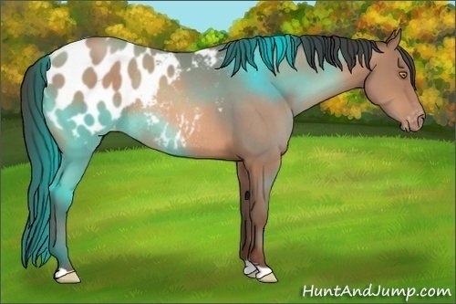 Horse Color:Sable Champagne Appaloosa Rabicano