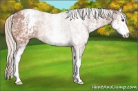 Horse Color:White Spotted Silver Bay Roan Varnish