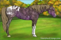 Horse Color:Watercolor Liver Chestnut Ice Appaloosa 