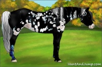 Horse Color:Brown Ice Onyx Splash Tobiano Appaloosa 