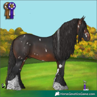 Horse Color:White Spotted Brown Tobiano 