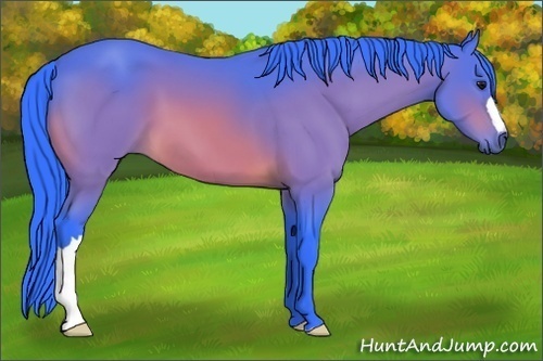 Horse Color:Watercolor Bay 