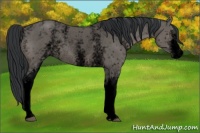 Horse Color:Void White Spotted Grullo Rabicano