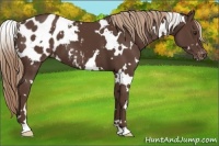 Horse Color:White Spotted Liver Chestnut Blanket