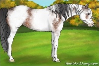 Horse Color:White Spotted Brown Rabicano 