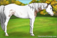 Horse Color:Brown Ice Splash Tobiano Rabicano 