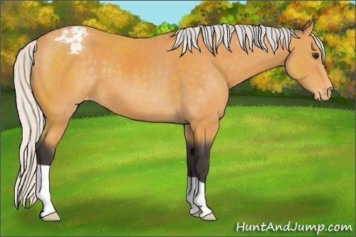 Horse Color:Silver Buckskin Appaloosa