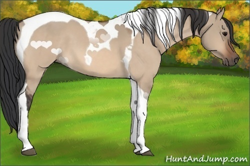 Horse Color:Bay Dun Tobiano