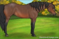 Horse Color:Bay Roan 