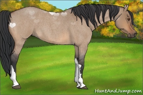 Horse Color:Bay Roan Dun 