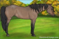 Horse Color:Brown Roan Dun 