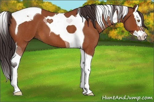 Horse Color:Buckskin Roan Splash Tobiano 