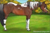 Horse Color:Bay Tobiano 